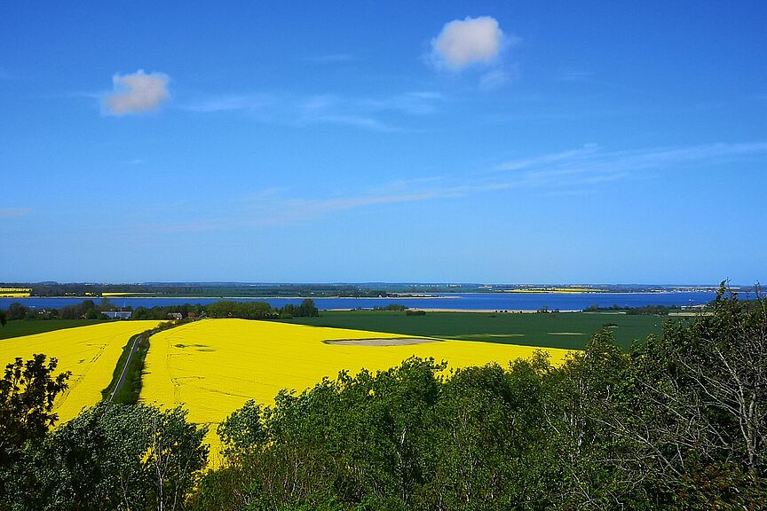 Rapsblüte auf Rügen Radtour um den Großen Jasmunder Bodden